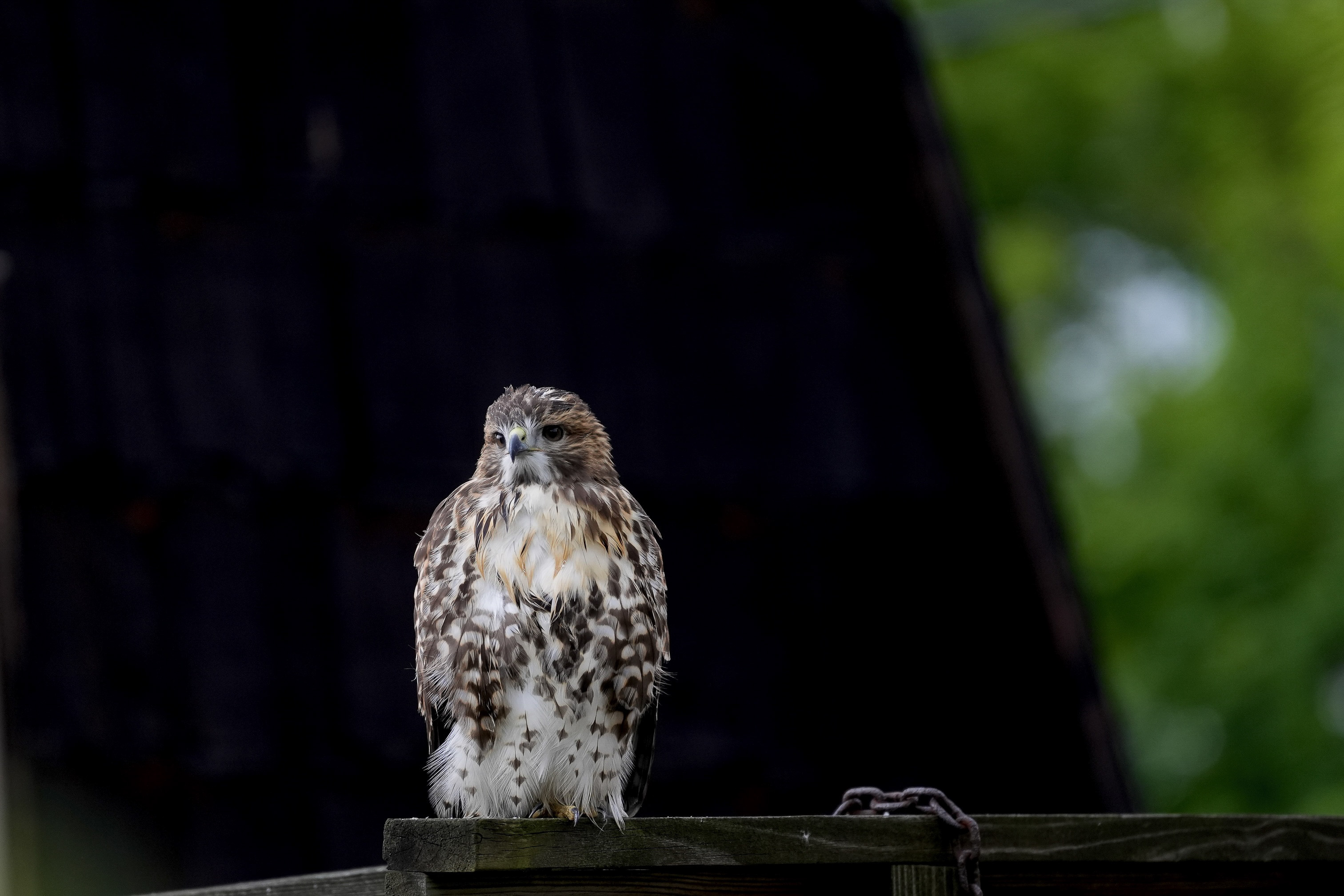 Red-tailed Hawks N1 and N2